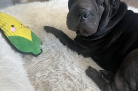 Shar-Pei