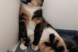 Domestic Short Hair Domestic Short Hair