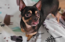 Chihuahua