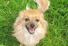 Chihuahua