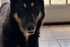 German Shepherd Dog