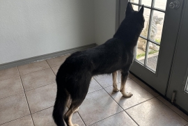 German Shepherd Dog