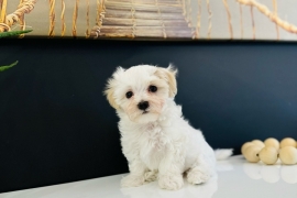 Maltese Maltese