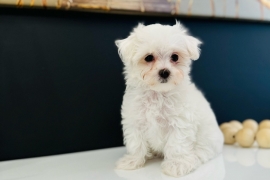 Maltese