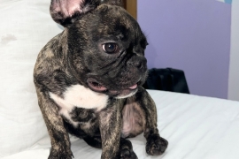 Frenchbulldog 