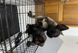 Frenchbulldog 