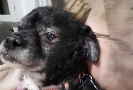 Terrier