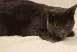 Domestic Short Hair Domestic Short Hair