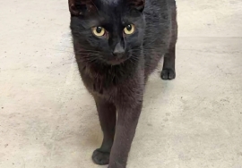 Domestic Short Hair Domestic Short Hair