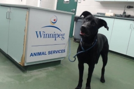 Black Labrador Retriever