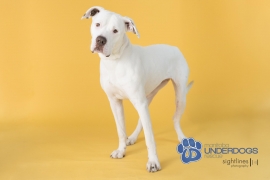 American Bulldog