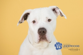 American Bulldog