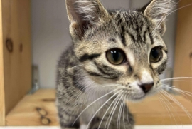 Domestic Short Hair Domestic Short Hair