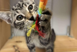 Domestic Short Hair Domestic Short Hair