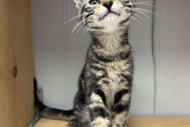 Domestic Short Hair Domestic Short Hair