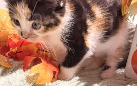 Domestic Medium Hair