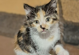 Domestic Medium Hair