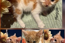 Domestic Short Hair Domestic Short Hair