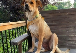 Labrador Retriever