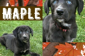 Black Labrador Retriever