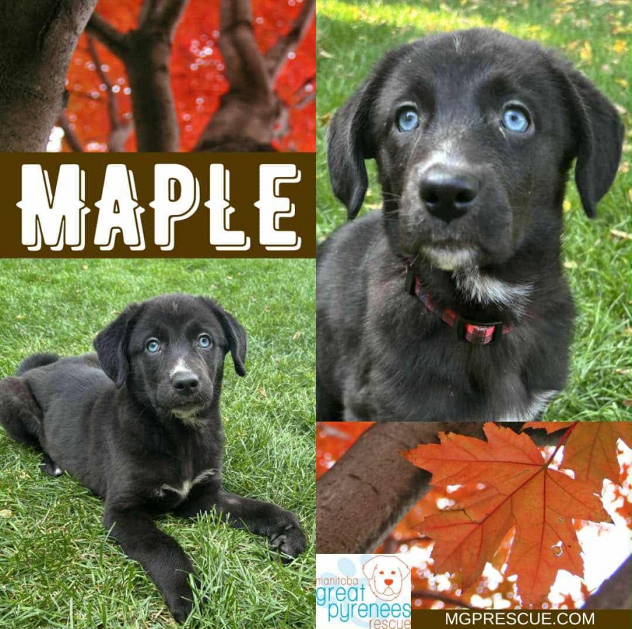Black Labrador Retriever