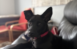 Black Labrador Retriever