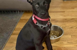 Black Labrador Retriever