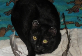 Domestic Short Hair Domestic Short Hair