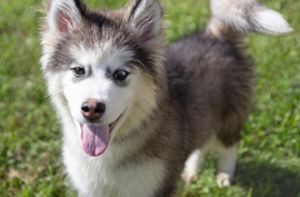 Husky