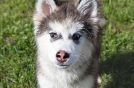 Husky