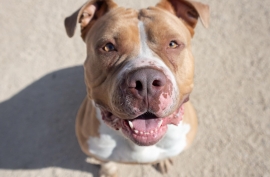 American Bulldog