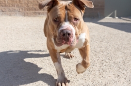 American Bulldog