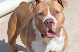 American Bulldog