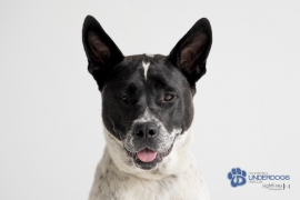 Australian Cattle Dog / Blue Heeler