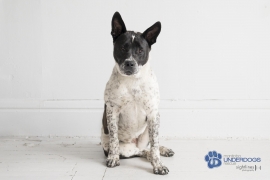 Australian Cattle Dog / Blue Heeler