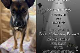 Belgian Shepherd / Malinois