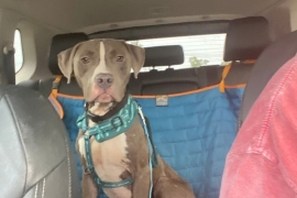 Pit Bull Terrier