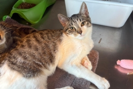 Domestic Short Hair Domestic Short Hair