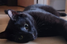 Domestic Short Hair Domestic Short Hair