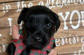 Yorkie poos