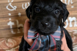 Yorkie poos Yorkie poos