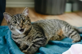 Domestic Short Hair Domestic Short Hair