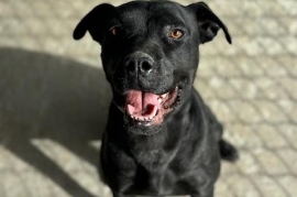 Black Labrador Retriever
