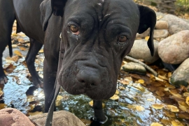 Cane Corso