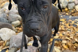 Cane Corso
