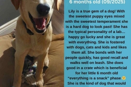 Labrador Retriever