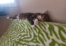 Domestic Short Hair Domestic Short Hair