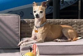 Chihuahua