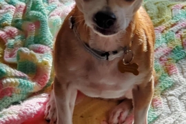 Chihuahua