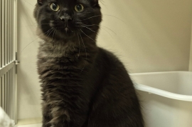 Domestic Medium Hair